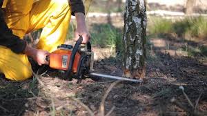 Best Stump Grinding and Removal  in Pine Bush, NY